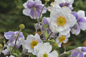 Anemone 'Dreaming Swan' NEW 2022